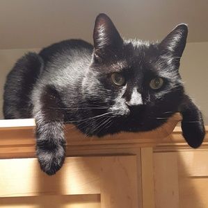 Meet your Posher, Jovan